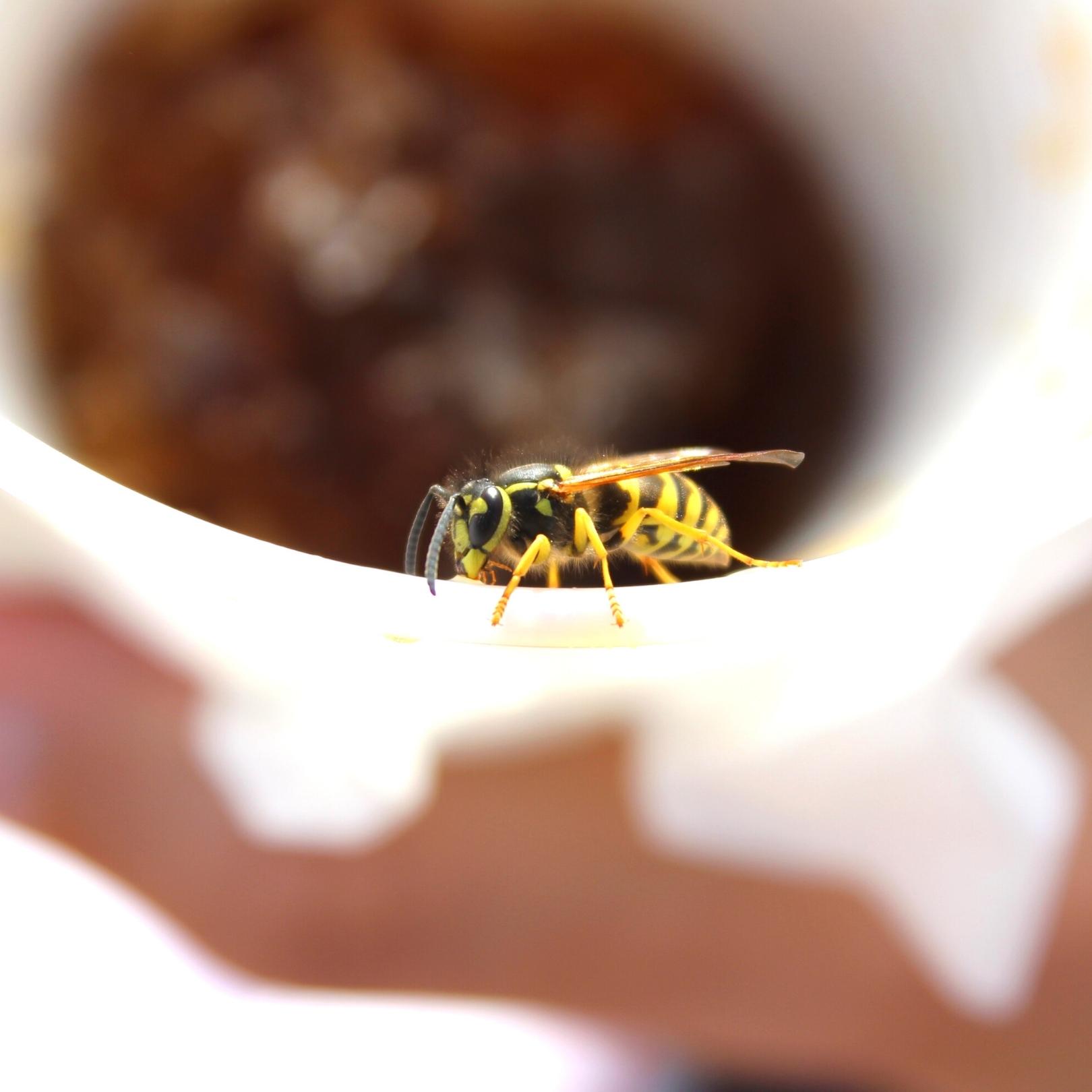 Yellow jacker on the edge of a cup of soda